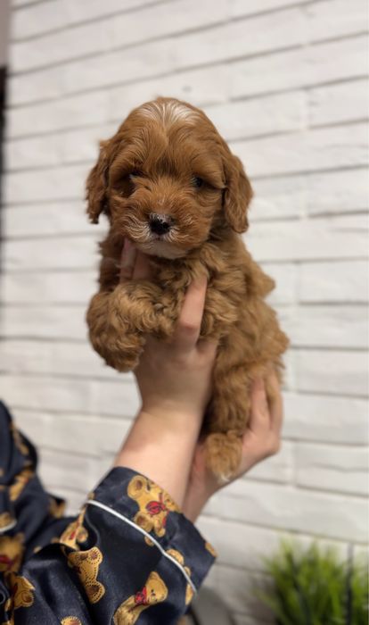 Хлопчик мальтипу ф1 Premium