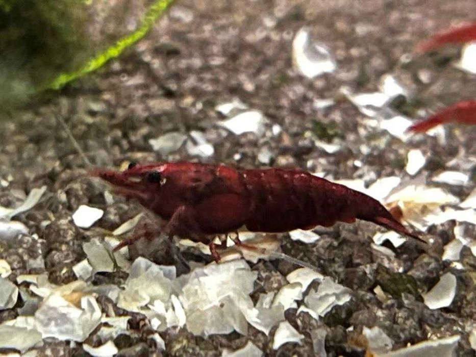 Krewetki Neocaridina Bloody Mary