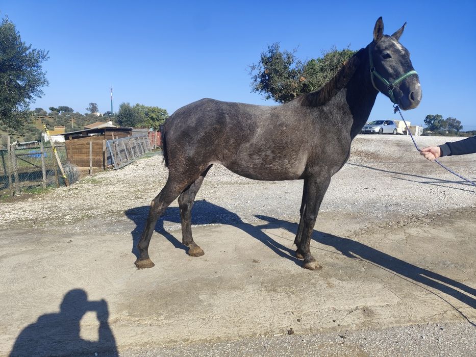 Égua com 5 anos sem defeitos