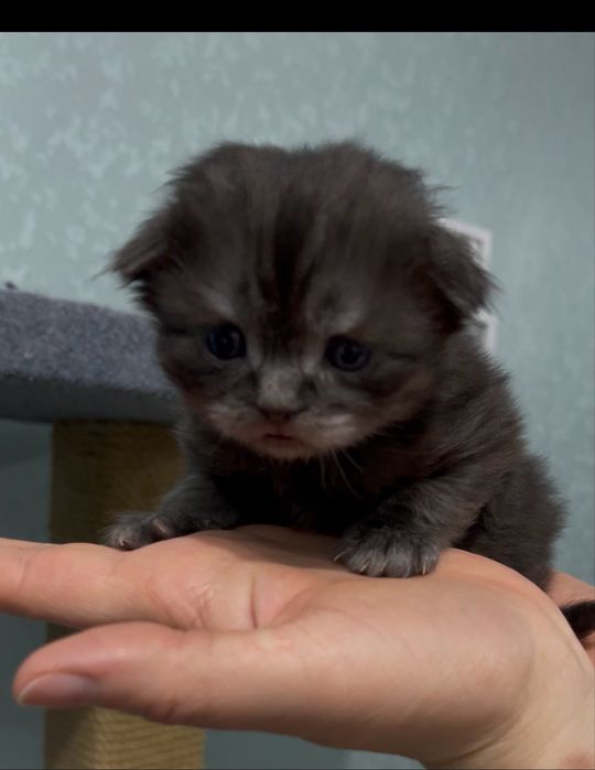 Шотландские котята короткошерстные, ласковые.