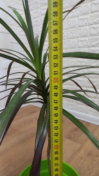 Комнатное дерево-кустарник драцена