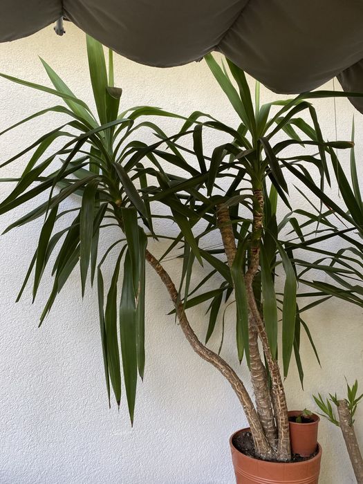 Yucca/Juka/ozdobna roślina doniczkowa