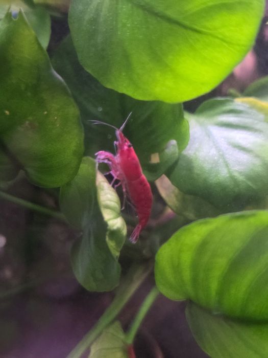 Czerwone krewetki neocaridina bloody mary