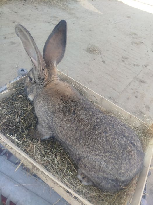 Młode samice olbrzyma belgijskiego