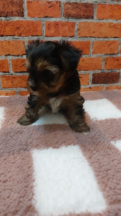 Chlopak yorkshire terrier