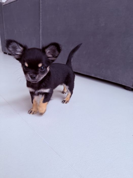 Suczka rasy Chihuahua