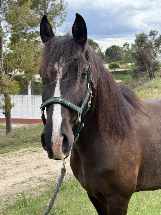 Cavalo Lusitano 8 anos