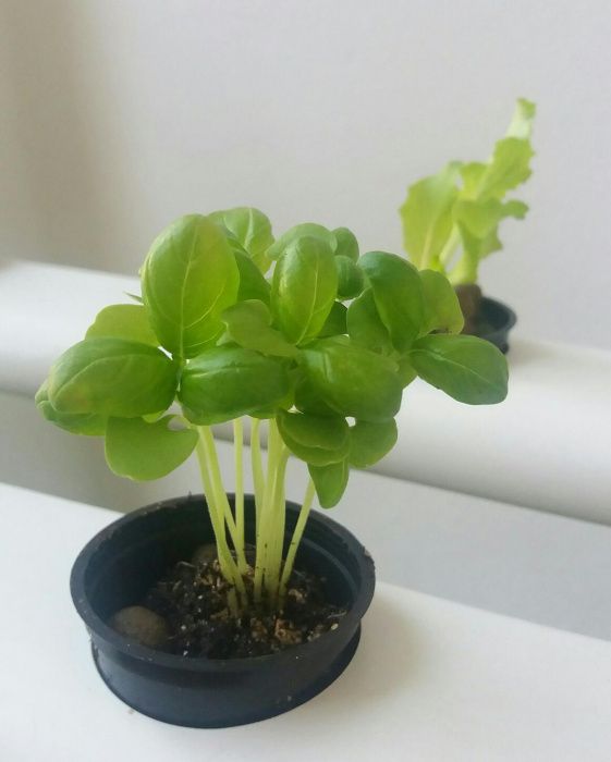 10 Vasos 5x5cm para hidroponia ou plantas de aquário