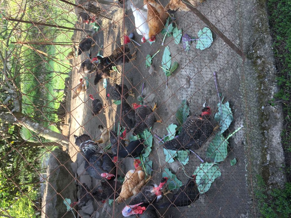 Ovos de galinhas( Caseiros, galados ).