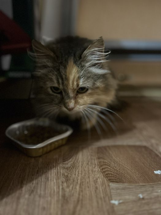 Кішечка стерилізована молода дуже лагідна