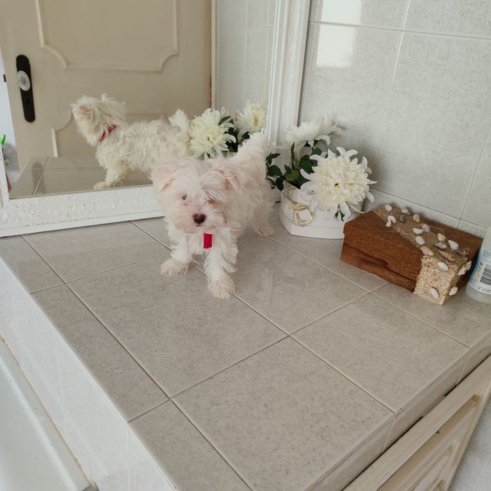 Bichon Maltês macho pronto para venda muito pequenino ULTIMO