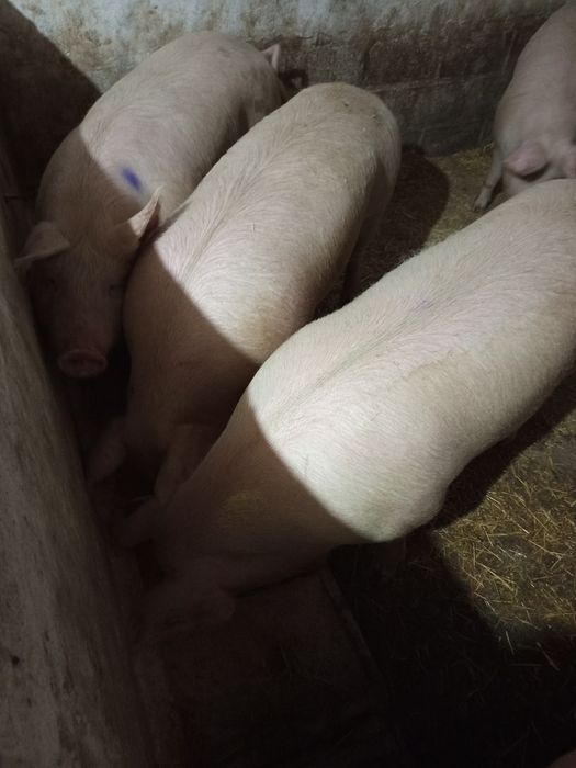 Свині свиней свинина