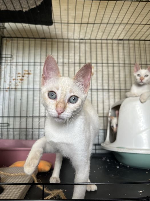 3 Gatinhos Branquinhos meiguinhos!