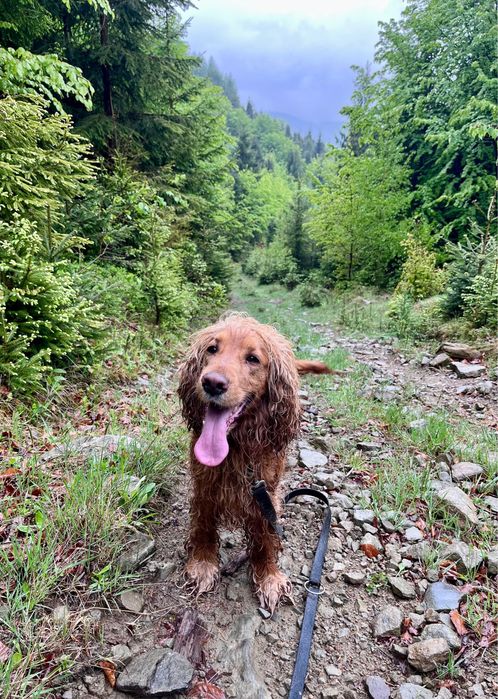 Cocker Spaniel z rodowodem 4 letni