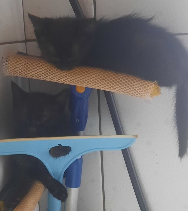 Віддам кошенят в добрі руки безкоштовно,