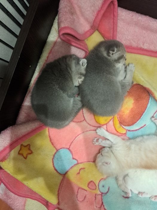 Кошенята шотландські висловухі