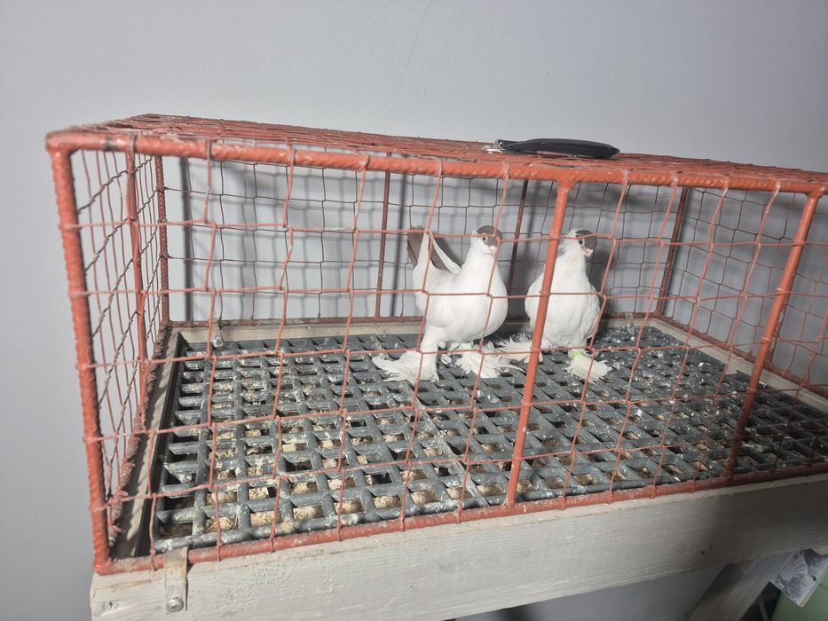 Gołębie Krymki Bialostockie