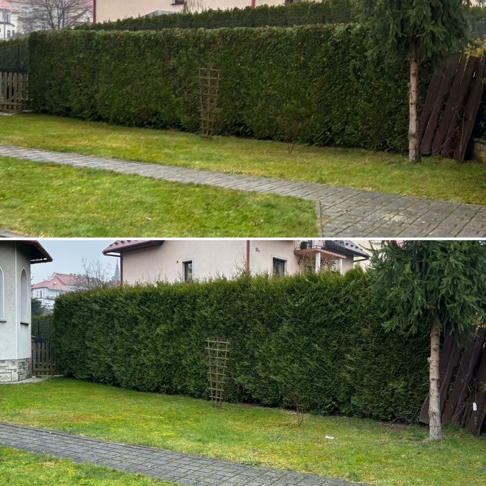 Usługi ogrodnicze, koszenie, zakładanie trawników, przycinanie tuj