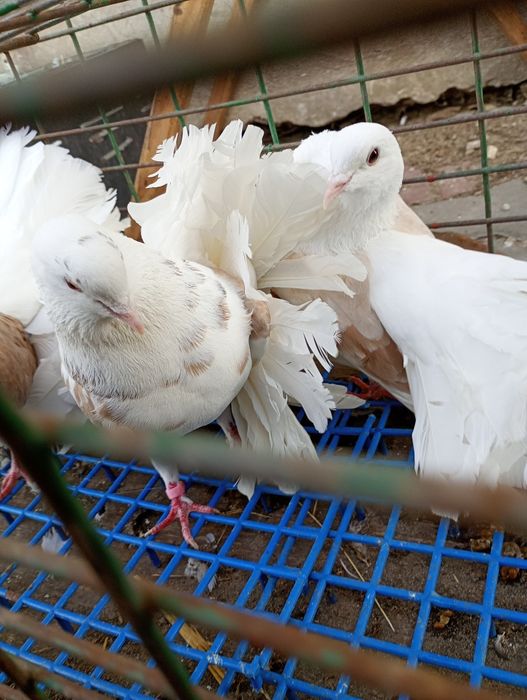 Gołębie pawiki boczate