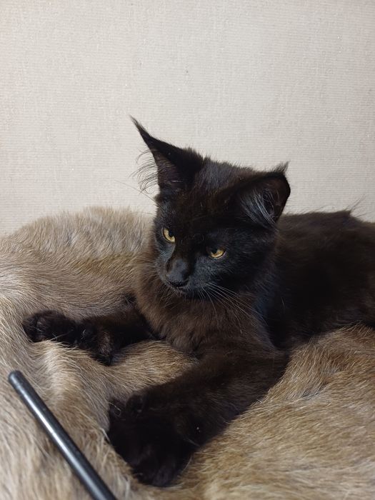 Черная девочка мейн-кун полидакт