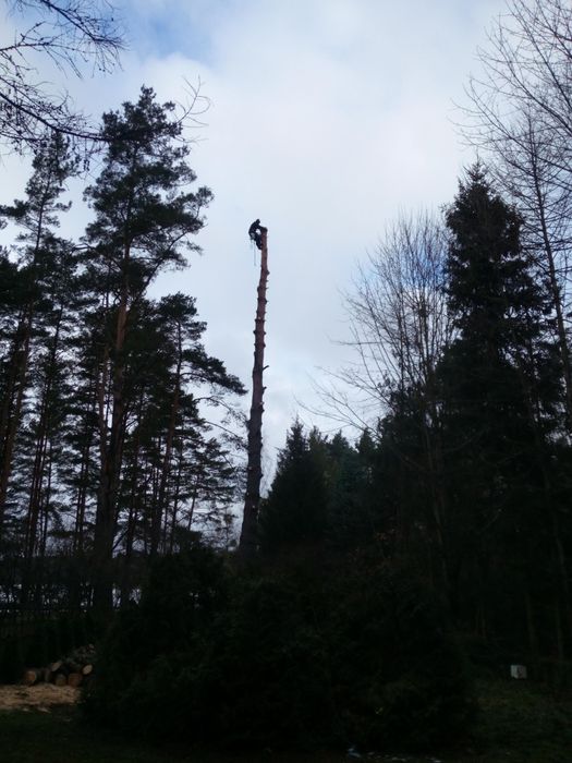 Wycinka i pielęgnacja drzew z podnośnika lub alpinistyczne