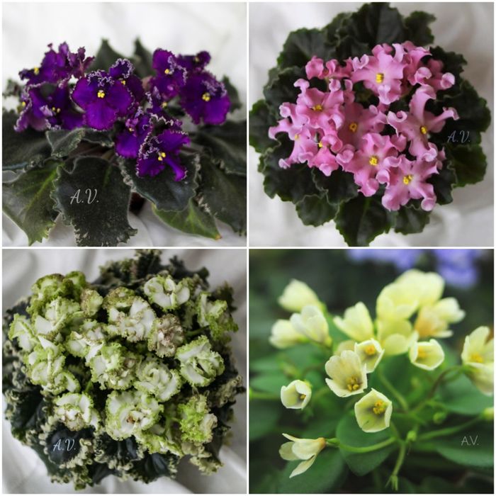 Сенполії, фіалки, сортові сенполії, листочки