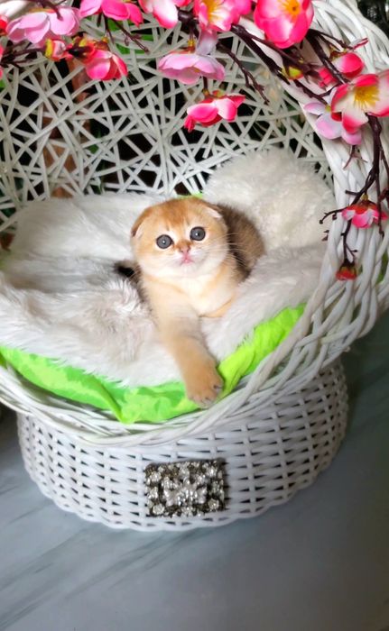 Ручные малыши для души. Котята золотая шиншилла.