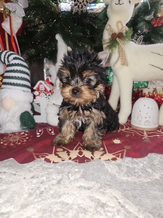 Йоркширский терьер щенок мальчик