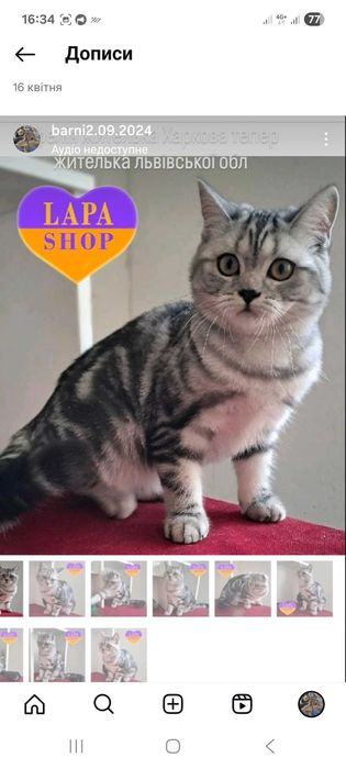 Кішка клубна шотландка прямовуха документи родовідWCF впкцинована