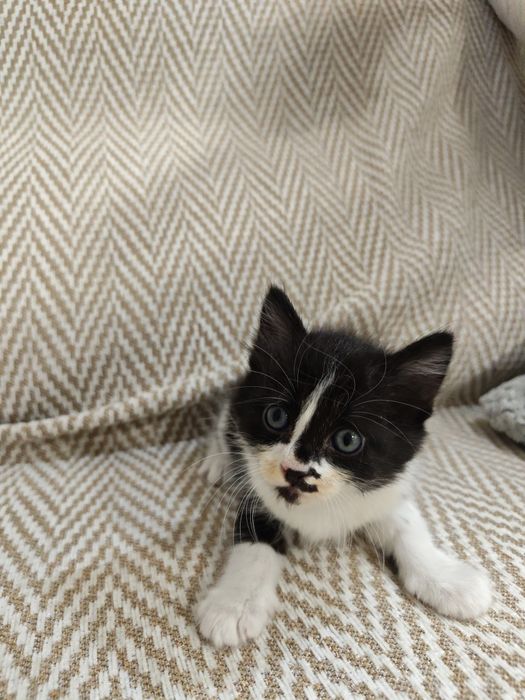 Gatinha para adoção
