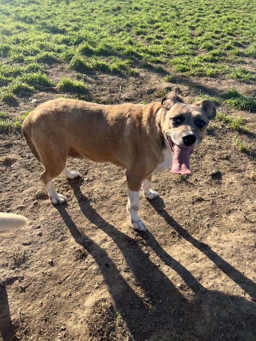 FOFINHA - cadela para adoção responsavel