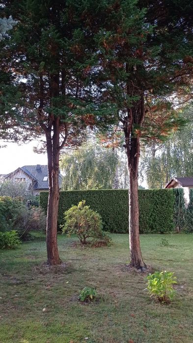 Wycinka-przycinanie drzew  PROMOCJA !