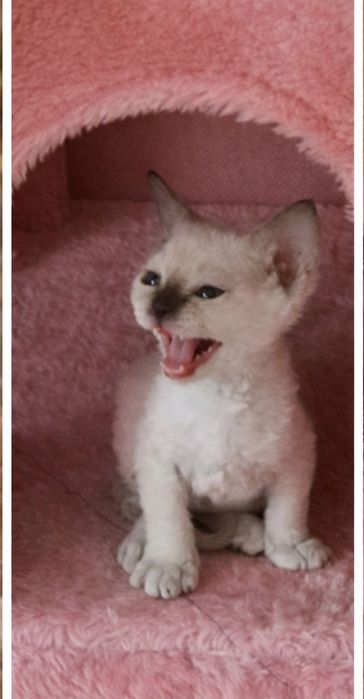 Kotka Devon Rex point.REZERWACJA