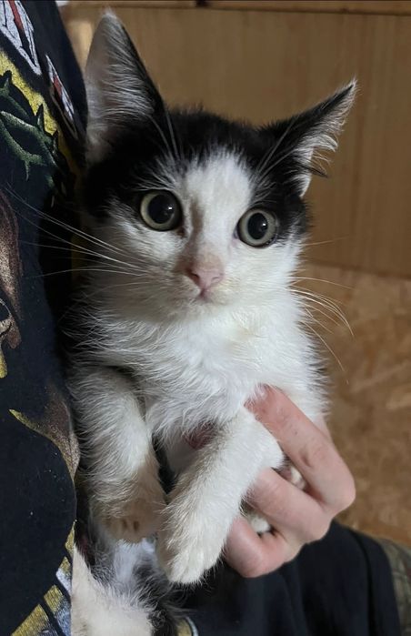 Kotek szuka domu stałego lub tymczasowego