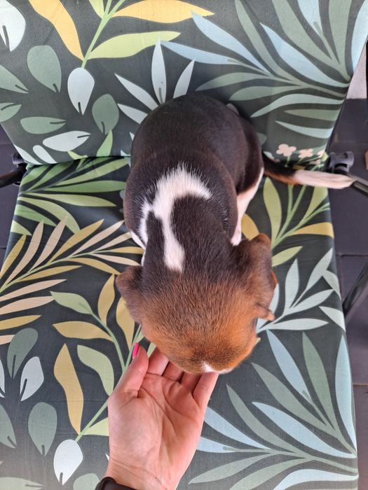 Beagle szczeniak piesek