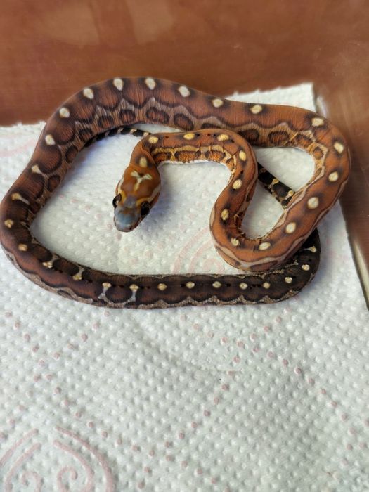 Wąż zbożowy scaleless bez łusek samiczka