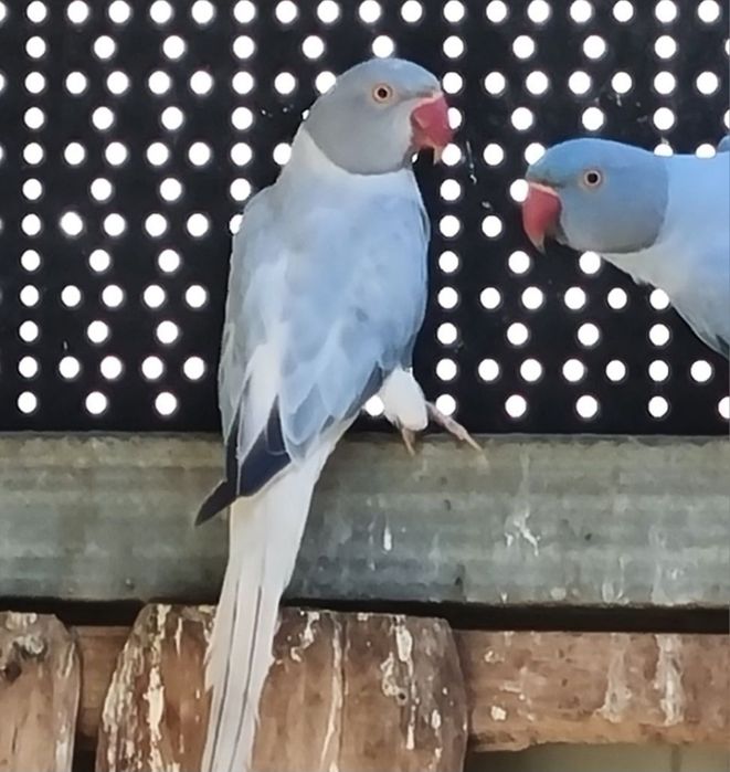 Aleksandretty obrożne, g.o. szek.