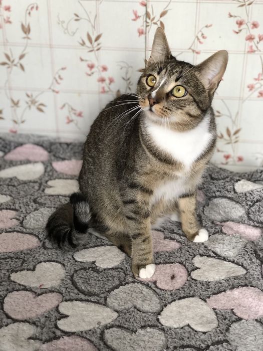 Кошечка 1 год бесплатно