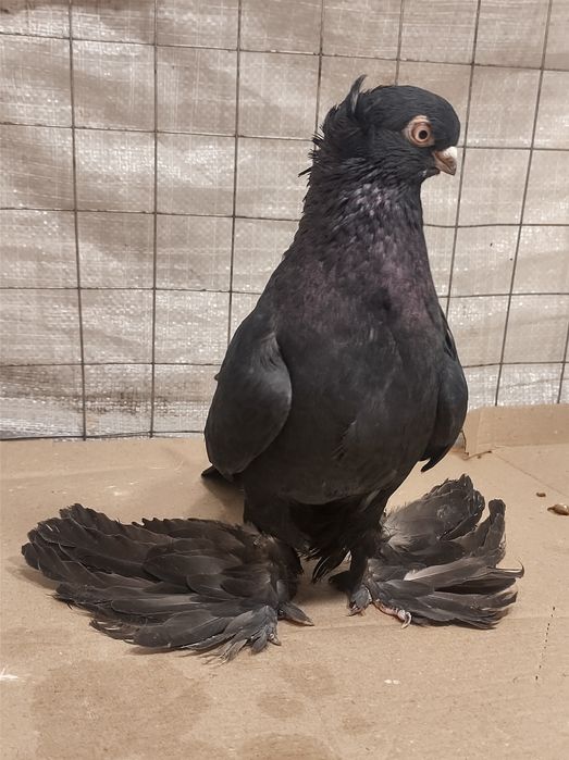 Узбеки, узбекські різної масті