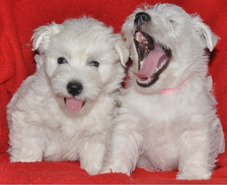 Цуценята вест хайленд уайт терєра