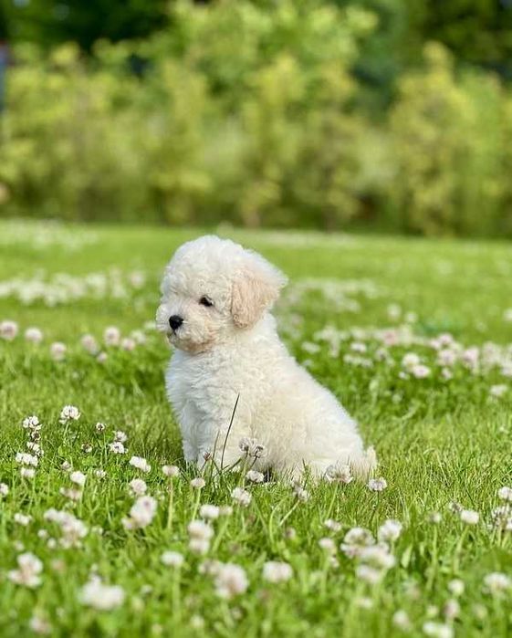 Poodle branco disponível