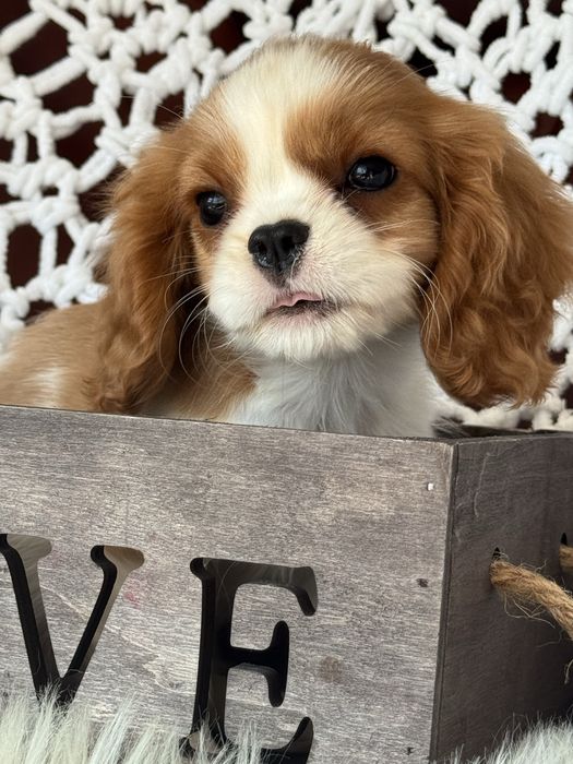 Sunia blenheim - Cavalier King Charles Spaniel
