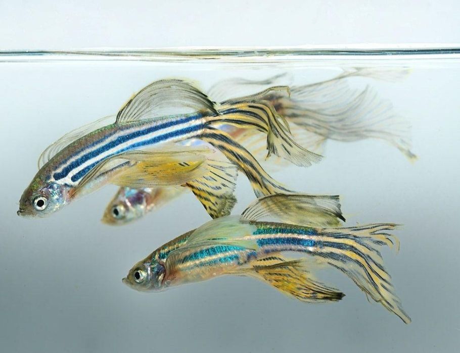 Danio Pręgowany (welon)