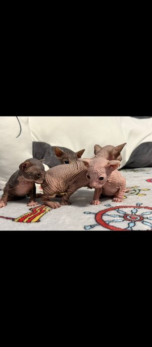 котята Канадский сфинкс