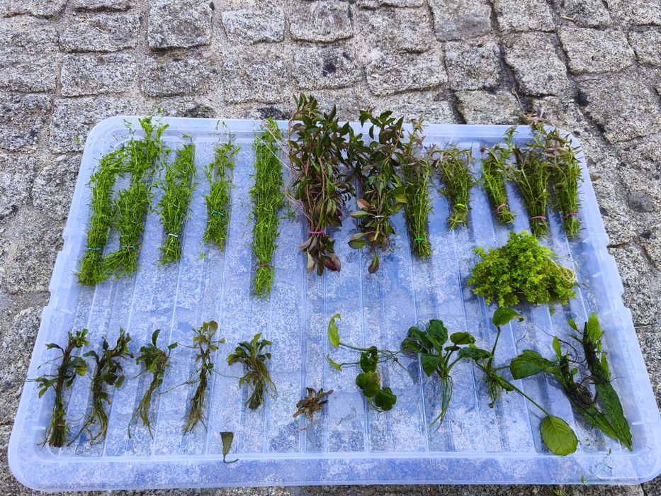 Pack de plantas naturais para aquário