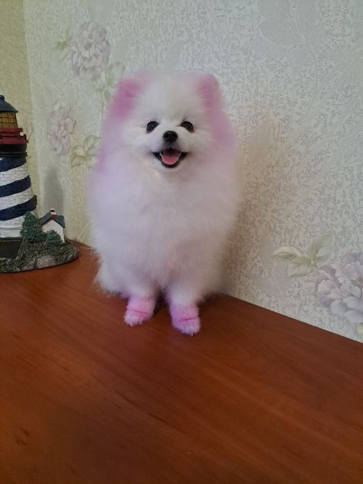 Померанский шпиц девочка