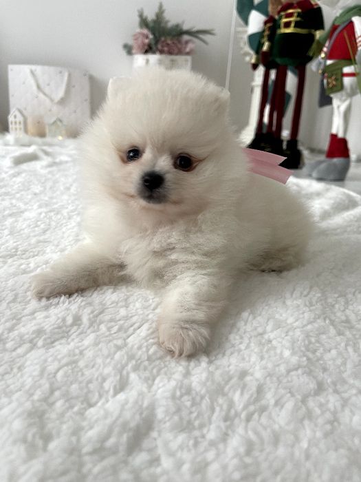 Ексклюзивні  Померанські шпіци з ідеальним характером