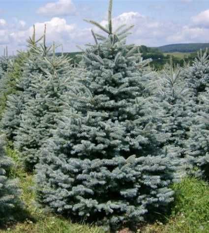 Ель голубая Кейбаб (50-70 см)