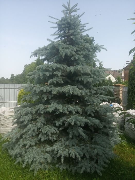 Голуба ялинка -  ель голубая