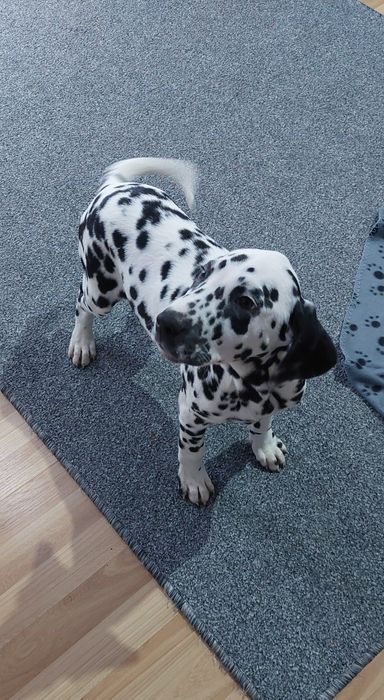 Dalmatyńczyk- samiec